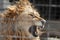 An angry lion who growls a cage shot through a fence sits behind a prison devoid of freedom and will and aggressively shows teeth