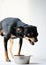 Angry litlle black dog of toy terrier breed protects his food in a metal bowl on a white background.Close-up