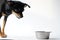 Angry litlle black dog of toy terrier breed protects his food in a metal bowl on a white background.Close-up