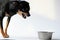 Angry litlle black dog of toy terrier breed protects his food in a metal bowl on a white background.Close-up