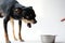 Angry litlle black dog of toy terrier breed protects his food in a metal bowl on a white background.Close-up