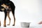 Angry litlle black dog of toy terrier breed protects his food in a metal bowl on a white background.Close-up