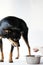 Angry litlle black dog of toy terrier breed protects his food in a metal bowl on a white background.Close-up