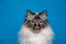 angry looking birman cat tone on tone portrait on blue background