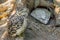 Angry looking brown white spotted little owl a wild predator bird from europe