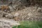 Angry looking female bengal tiger and her cub with face expressions near water body during summer safari in dry deciduous forest