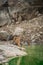 Angry looking female bengal tiger and her cub with face expressions near water body during summer safari in dry deciduous forest