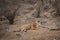 Angry looking female bengal tiger and her cub with face expressions near water body during summer safari in dry deciduous forest