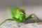 angry looking green grasshopper staring at the camera