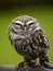 Angry looking little owl perched on a branch