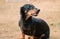 Angry looking mature male badger dog sitting and barking, isolated dog photo taken on the sandy ground. these long-bodied short-