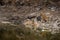 Angry looking mother bengal tiger and her cub with face expression and showing canines to stay away from waterhole at ranthambore