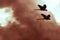Angry Macaws Flying Through Smoke Filled Clouds
