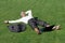 Angry man lying on grass