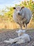 Angry Merino ewe sheep protecting her baby lamb