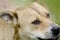 Angry mixed breed staffy dog ,headshot