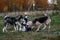 Angry mongrel dogs fighting in countryside at dusk