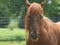 Angry Morgan horse in green pasture
