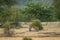 angry mother or female tiger showing anger with her face on playful cub in natural green scenic landscape of ranthambore national