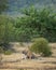 Angry mother wild female tiger showing anger on playful cub in natural green scenic landscape background at ranthambore national