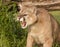 Angry Mountain Lion