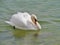 An angry mute swan in the water