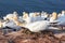 Angry nesting Northern Gannet at cliffs of German island Helgoland