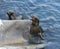 Angry northern fur seal