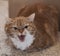 Angry orange cat hissing at camera