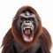Angry orangutan screams and growls baring its large fangs, on a white background