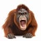 An angry orangutan screams and growls baring its large fangs, on a white background