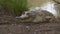 Angry Orinoco Crocodile Near A Pond, Colombia