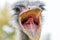 Angry Ostrich Close up portrait, Close up ostrich head Struthio camelus