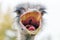 Angry Ostrich Close up portrait, Close up ostrich head Struthio camelus