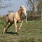 Angry palomino horse attacking