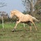 Angry palomino horse attacking