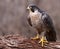 Angry Peregrine Falcon