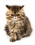 Angry Persian kitten cat marble color coat