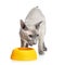 Angry Peterbald Cat Next Bowl