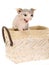 Angry Peterbald sitting in white basket