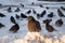 An angry pigeon on the snow  huddled in the cold  close-up.