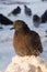 An angry pigeon on the snow  huddled in the cold  close-up.