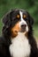 angry portrait Bernese mountain dog. dark forest on background