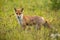 Angry red fox facing camera on a green meadow in summer