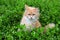 Angry red haired lost cat looks out of the green grass. Sad missing cat looking for a home. An abandoned animal in the