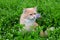 Angry red haired lost cat looks out of the green grass. Sad missing cat looking for a home. An abandoned animal in the