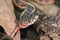 Angry Red-sided Garter Snake