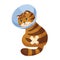 Angry red tabby cat with a band-aid in a veterinary cone collar. Concept illustration of providing first aid to pets