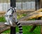 Angry ring tailed lemur breaking a feather, animal expressing frustration