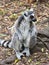 Angry Ring Tailed Lemur looking angrily to the right